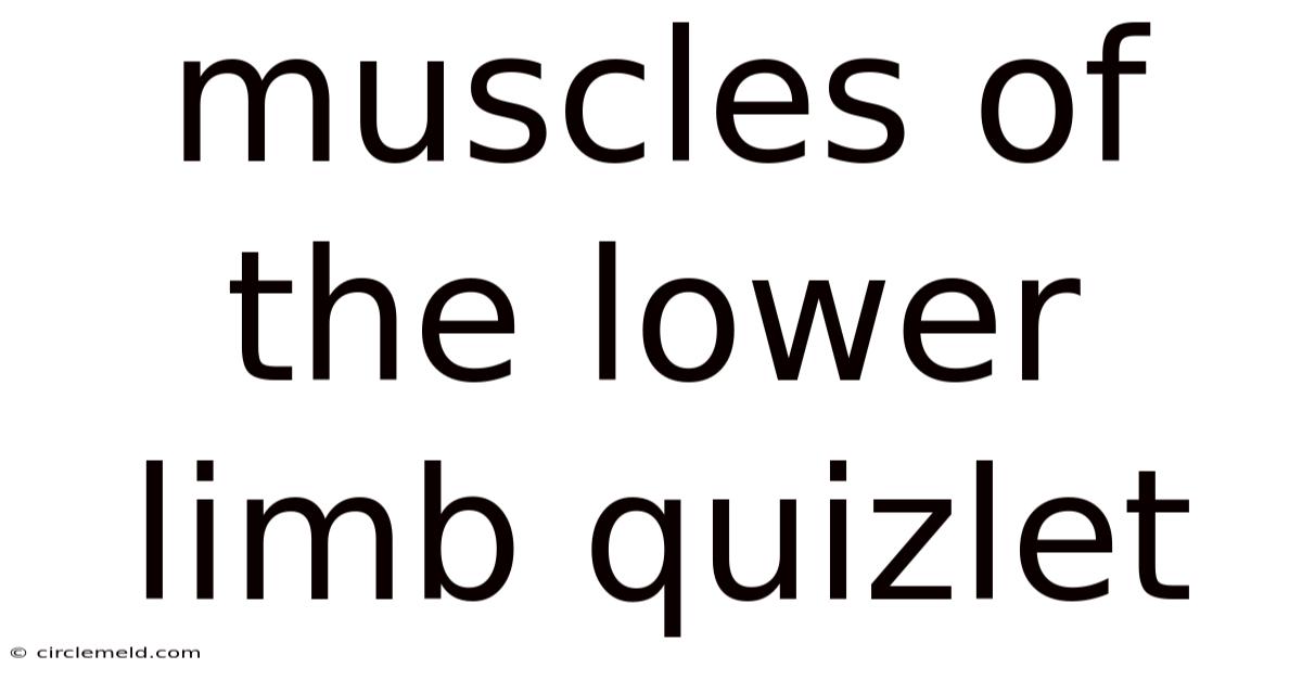 Muscles Of The Lower Limb Quizlet