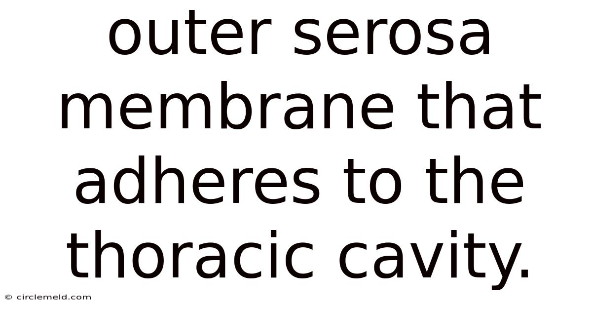 Outer Serosa Membrane That Adheres To The Thoracic Cavity.