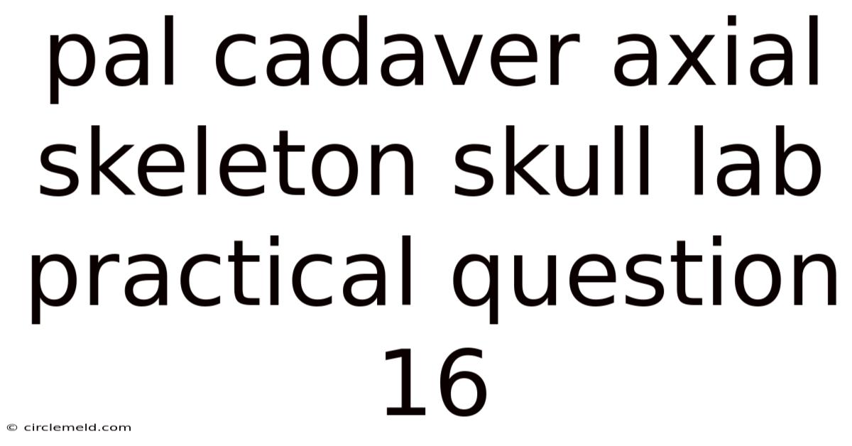 Pal Cadaver Axial Skeleton Skull Lab Practical Question 16