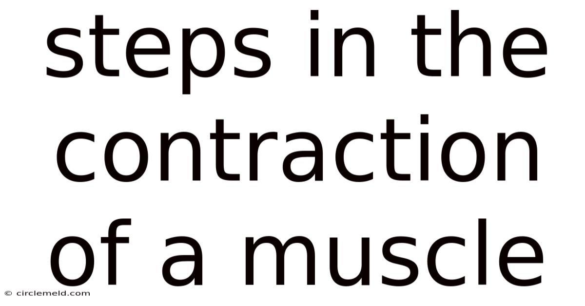 Steps In The Contraction Of A Muscle