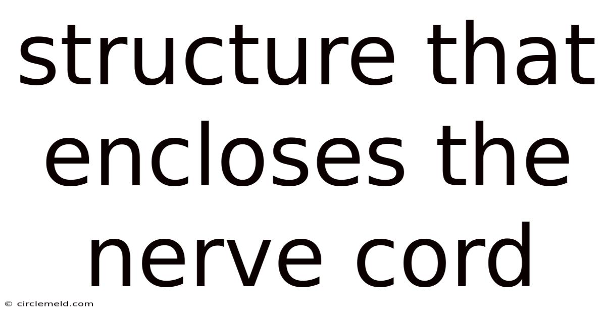 Structure That Encloses The Nerve Cord