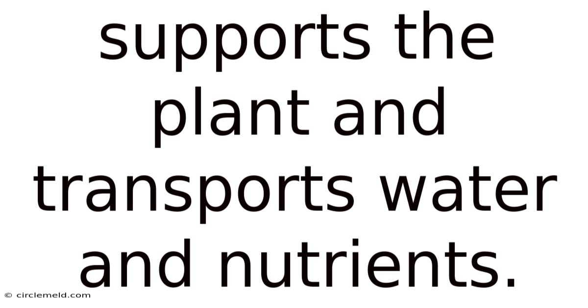 Supports The Plant And Transports Water And Nutrients.
