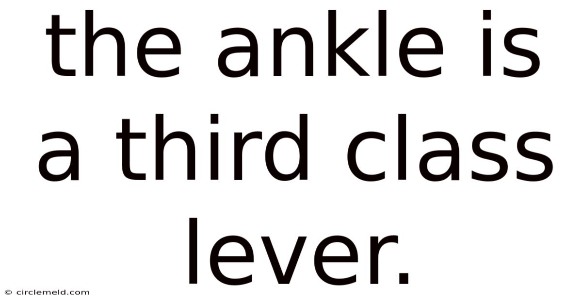 The Ankle Is A Third Class Lever.