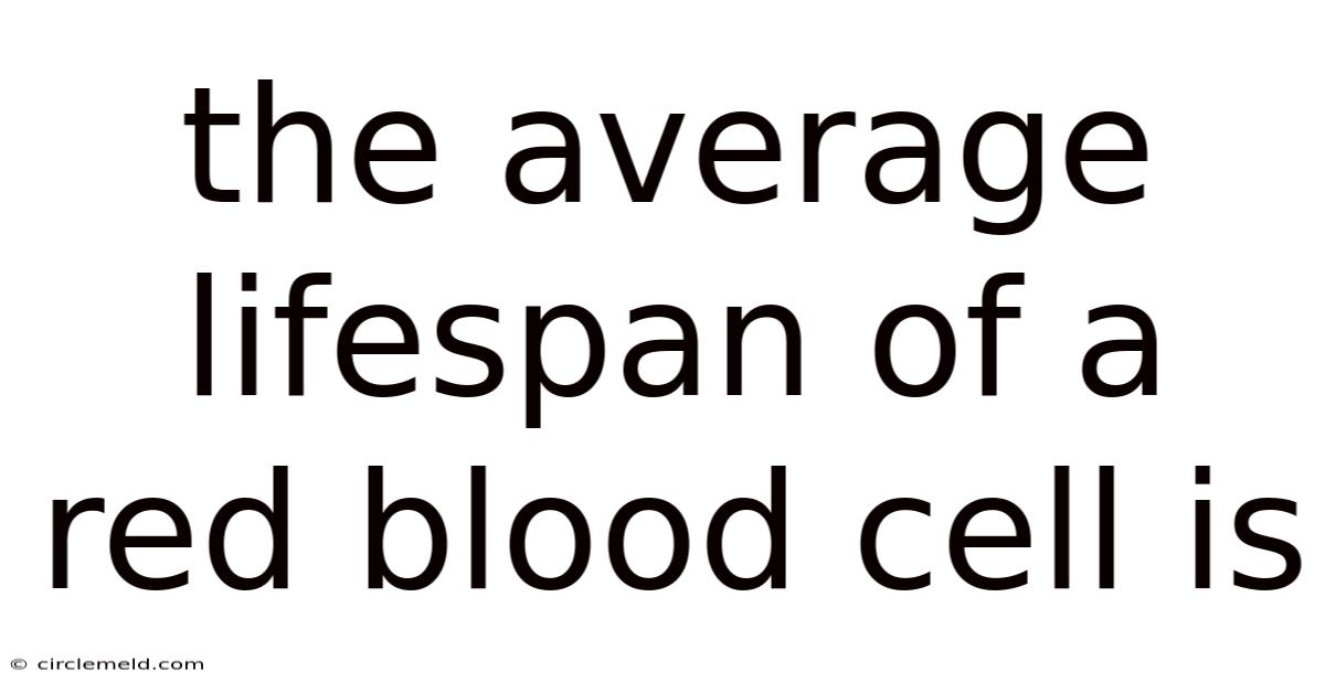 The Average Lifespan Of A Red Blood Cell Is