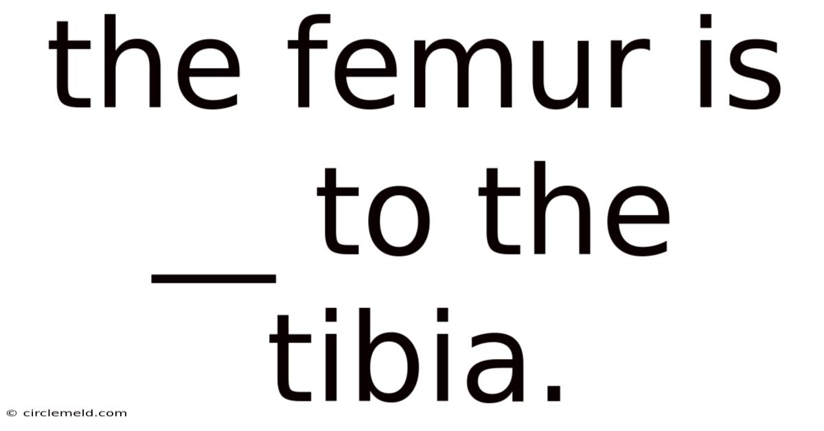 The Femur Is __ To The Tibia.