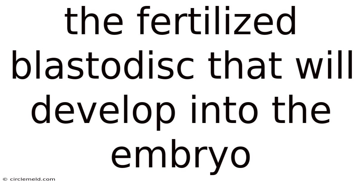 The Fertilized Blastodisc That Will Develop Into The Embryo