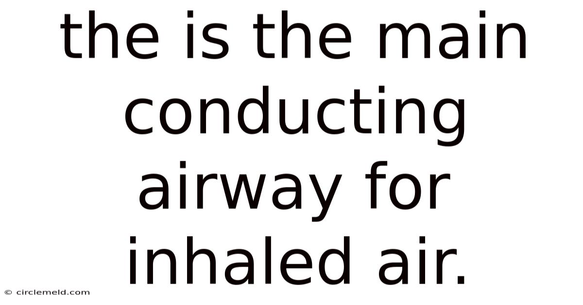 The Is The Main Conducting Airway For Inhaled Air.