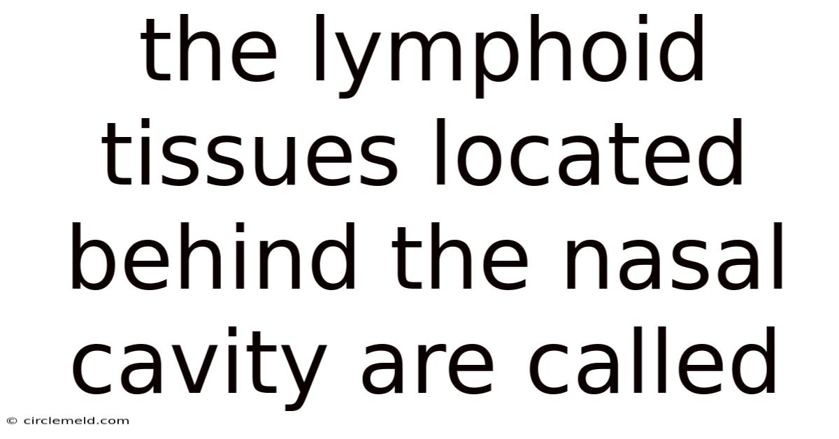 The Lymphoid Tissues Located Behind The Nasal Cavity Are Called