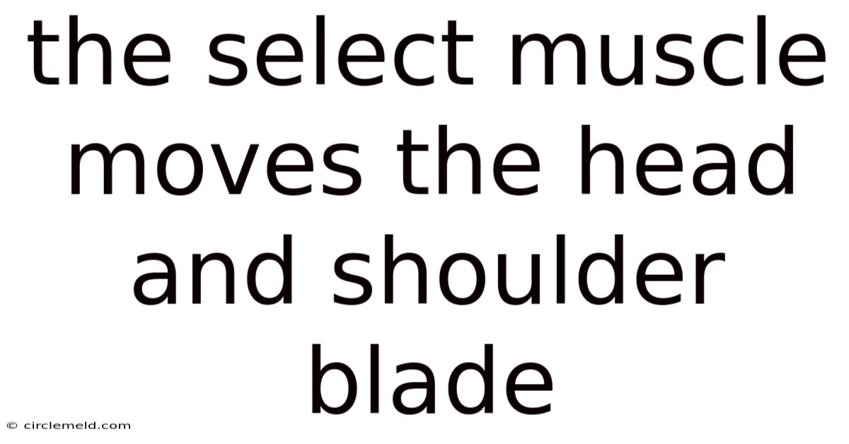 The Select Muscle Moves The Head And Shoulder Blade