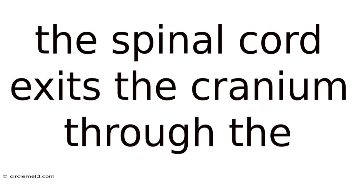 The Spinal Cord Exits The Cranium Through The