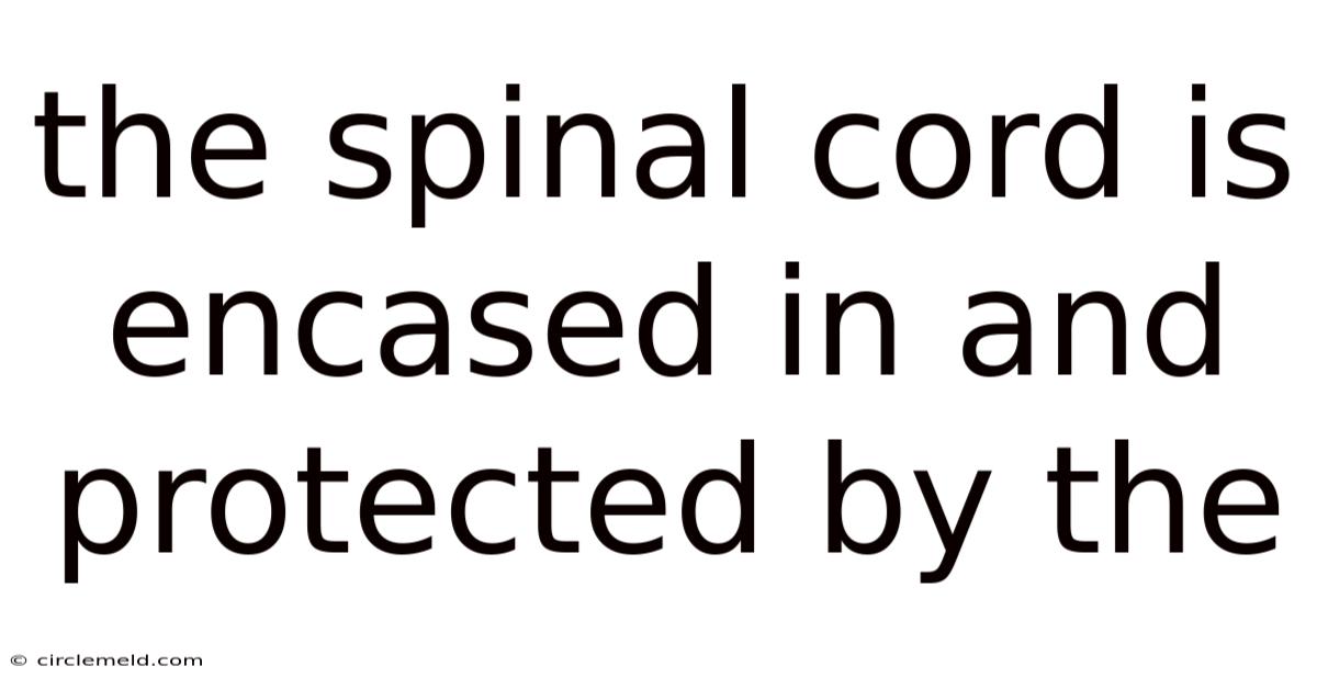 The Spinal Cord Is Encased In And Protected By The