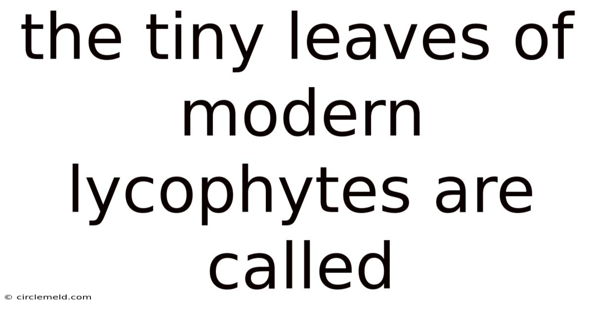 The Tiny Leaves Of Modern Lycophytes Are Called