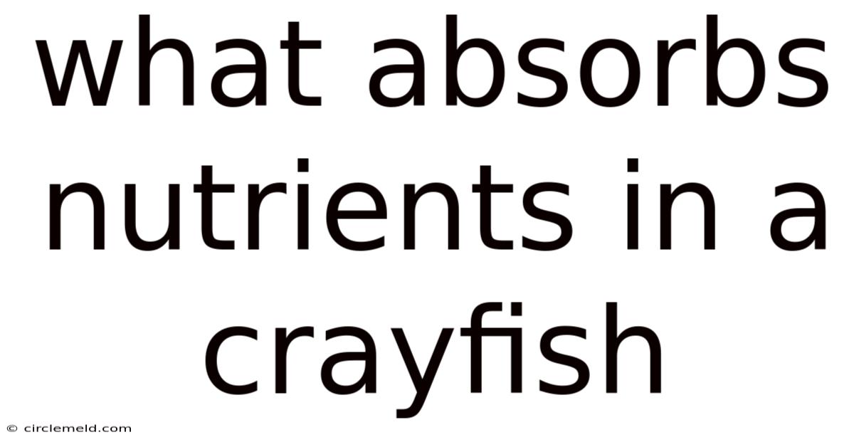 What Absorbs Nutrients In A Crayfish