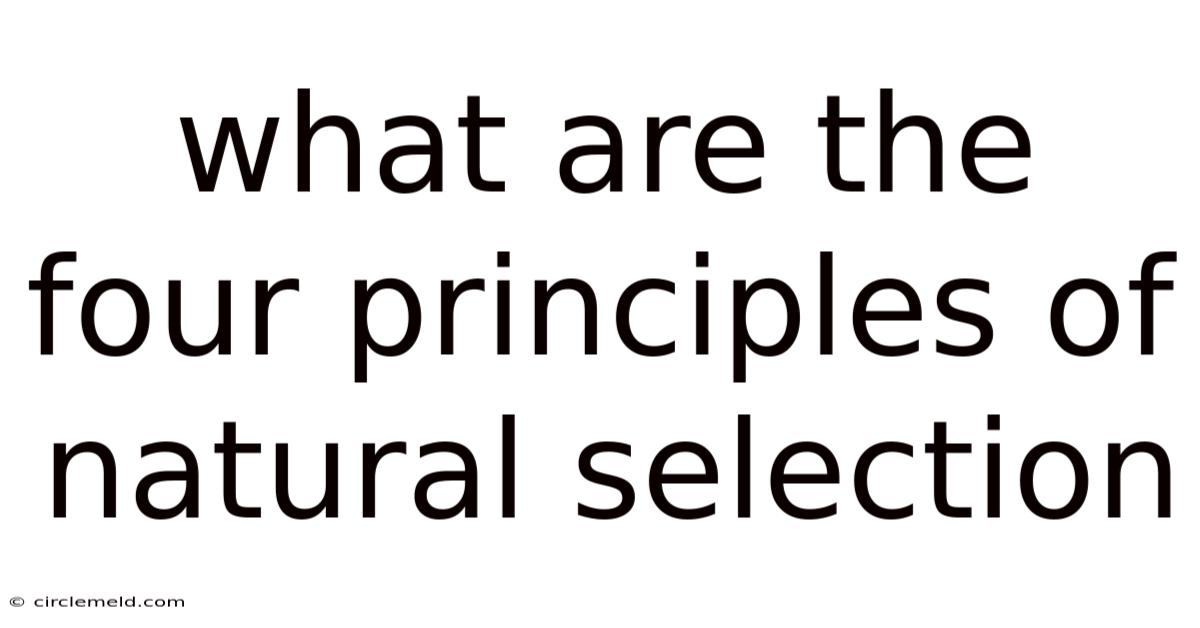 What Are The Four Principles Of Natural Selection