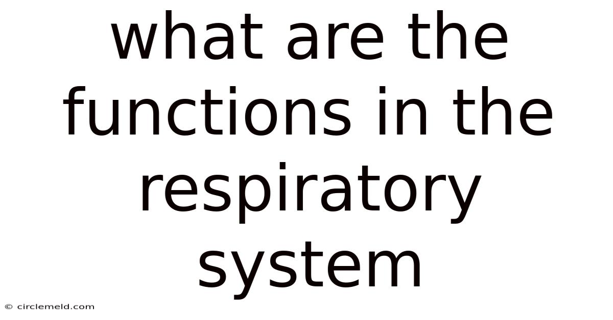 What Are The Functions In The Respiratory System