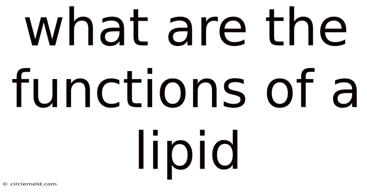 What Are The Functions Of A Lipid