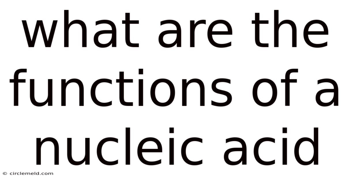 What Are The Functions Of A Nucleic Acid