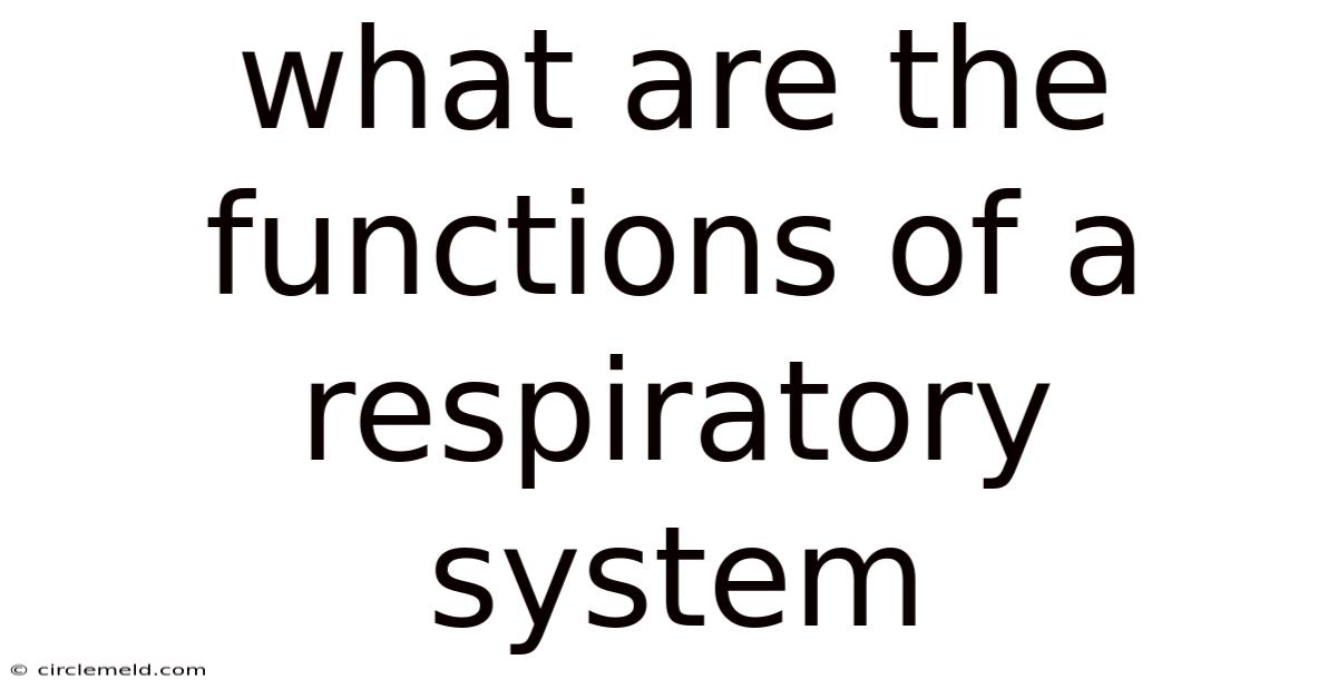 What Are The Functions Of A Respiratory System