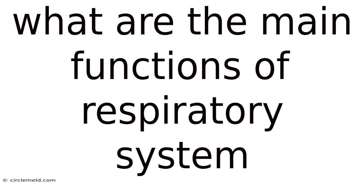 What Are The Main Functions Of Respiratory System