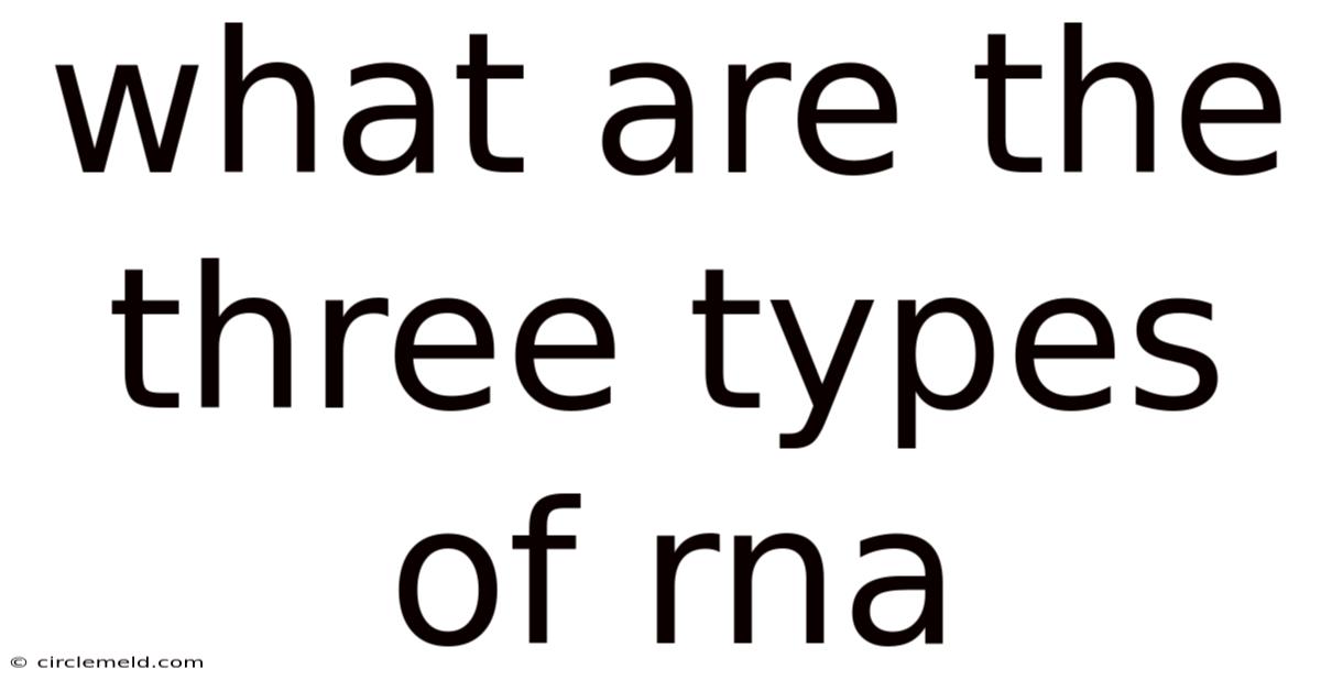 What Are The Three Types Of Rna