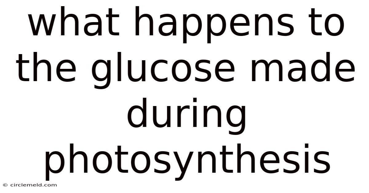What Happens To The Glucose Made During Photosynthesis