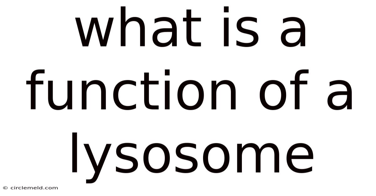 What Is A Function Of A Lysosome