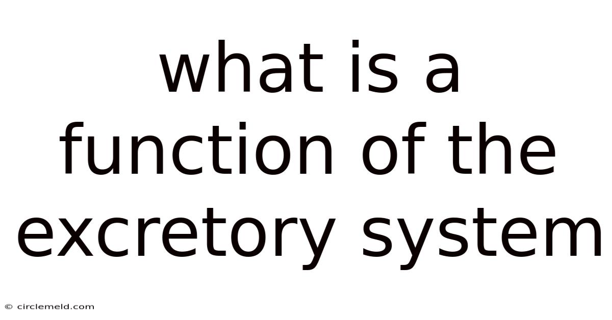 What Is A Function Of The Excretory System