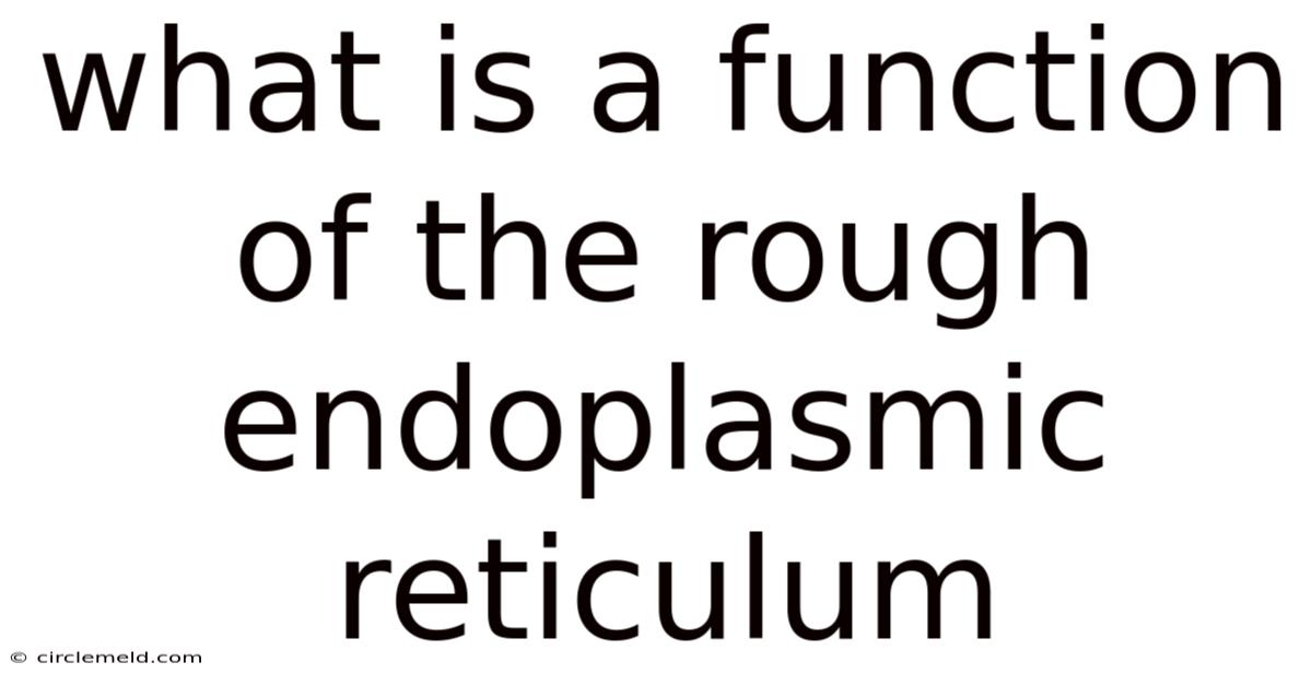 What Is A Function Of The Rough Endoplasmic Reticulum