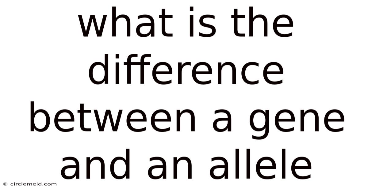 What Is The Difference Between A Gene And An Allele