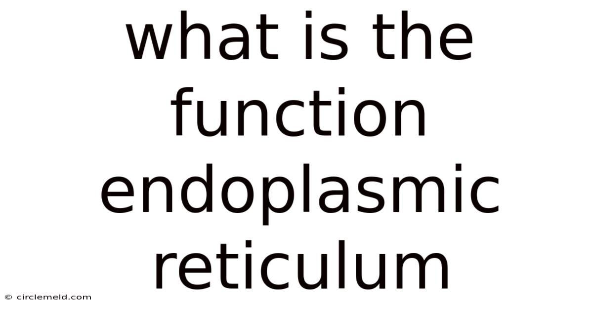 What Is The Function Endoplasmic Reticulum