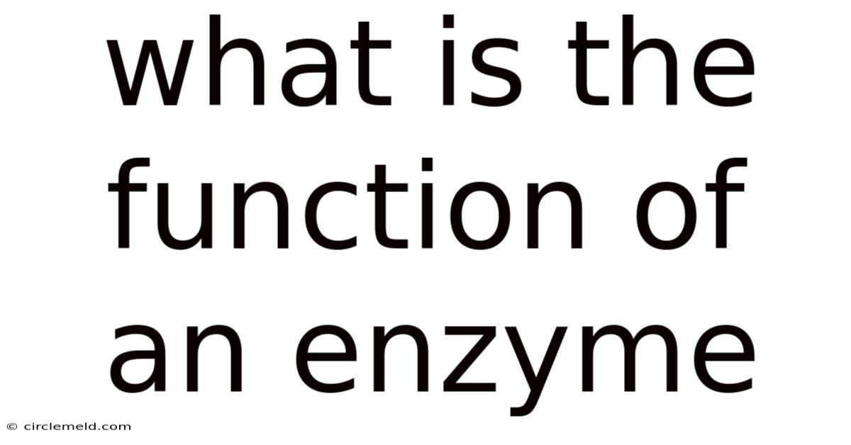What Is The Function Of An Enzyme