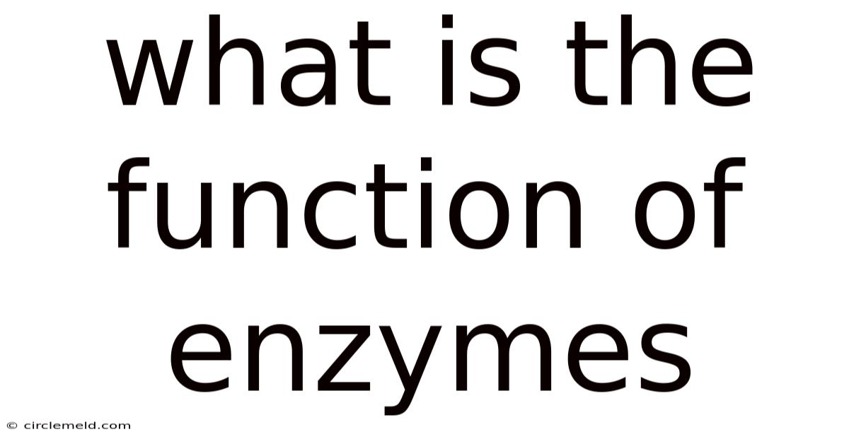 What Is The Function Of Enzymes
