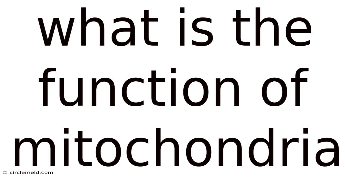 What Is The Function Of Mitochondria