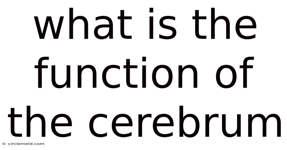 What Is The Function Of The Cerebrum