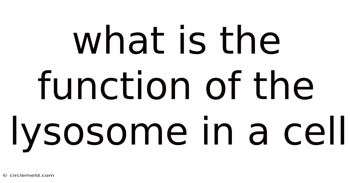 What Is The Function Of The Lysosome In A Cell