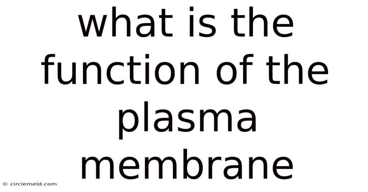 What Is The Function Of The Plasma Membrane