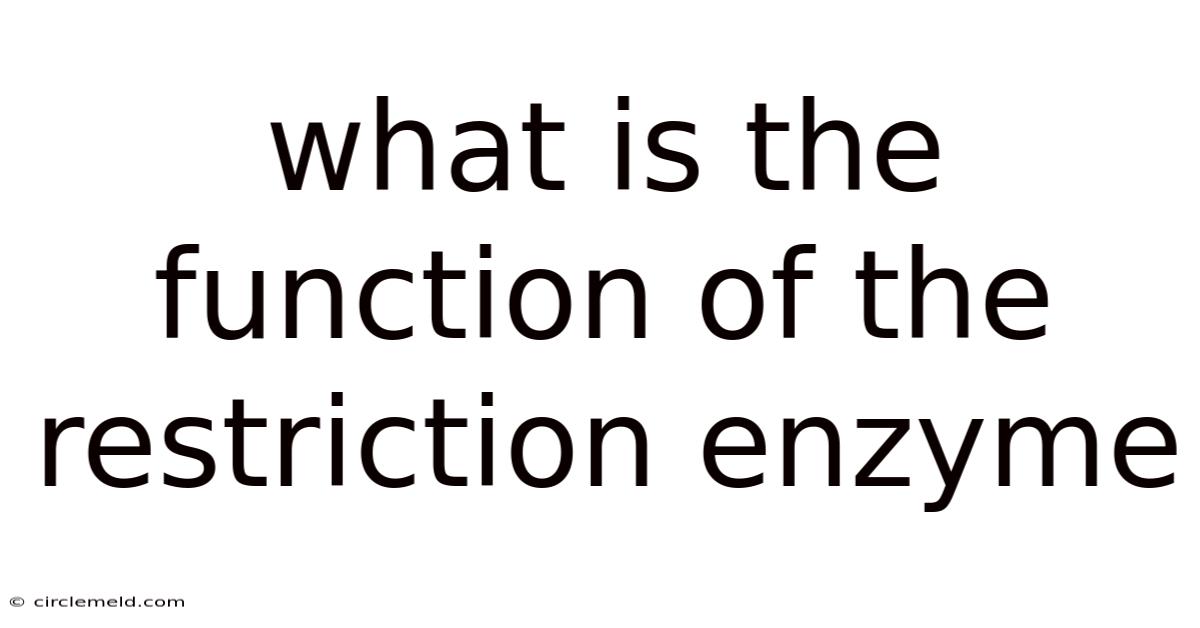 What Is The Function Of The Restriction Enzyme