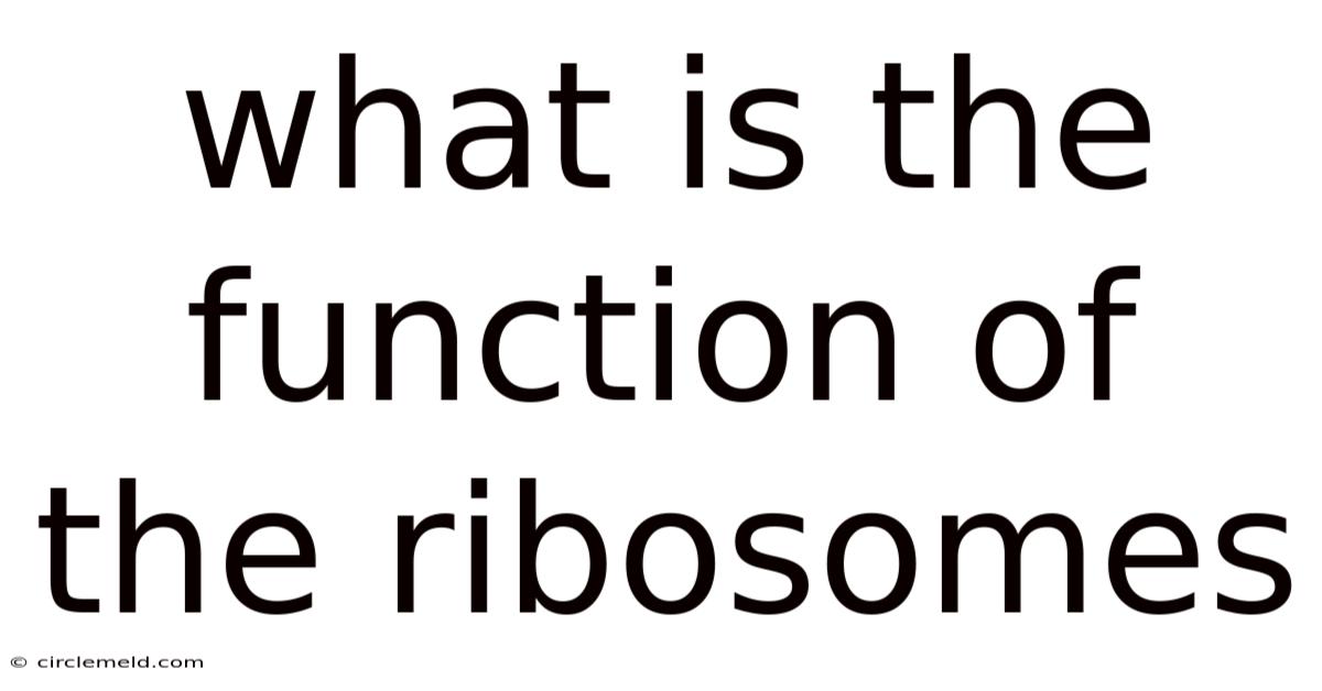 What Is The Function Of The Ribosomes