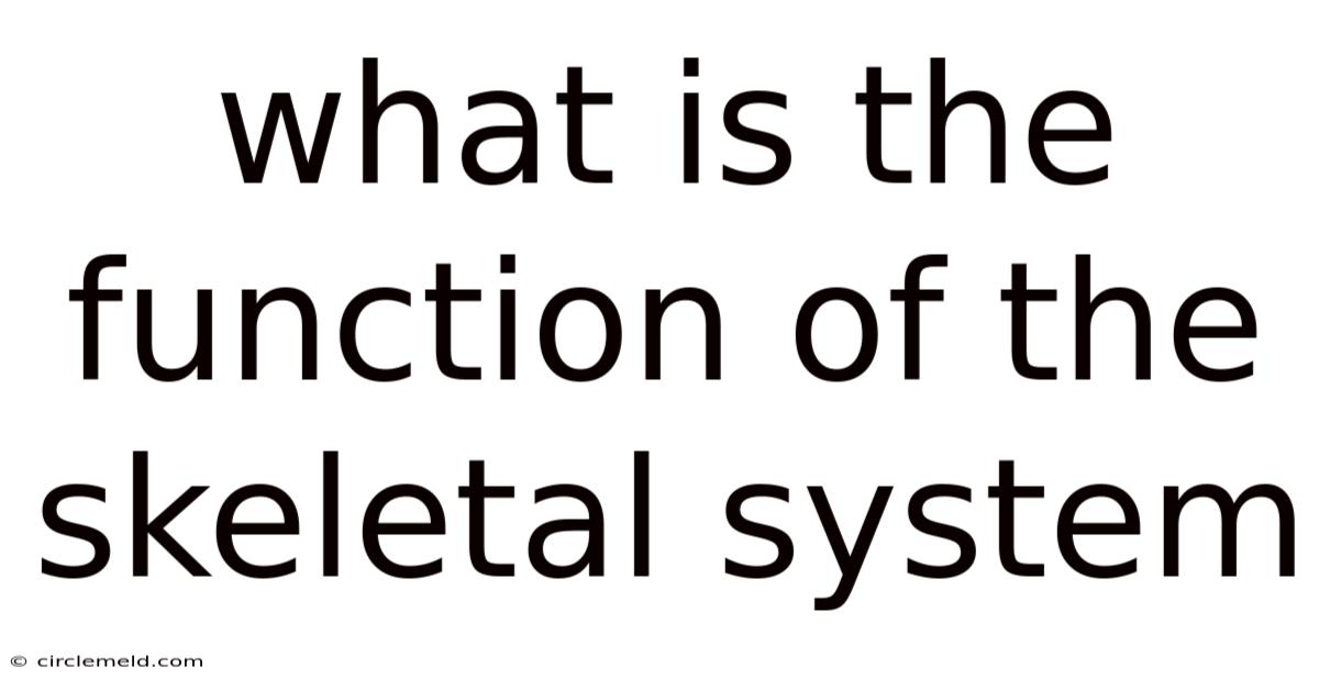 What Is The Function Of The Skeletal System