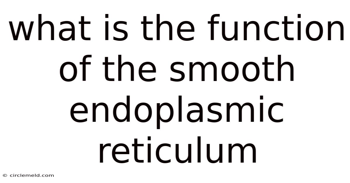 What Is The Function Of The Smooth Endoplasmic Reticulum