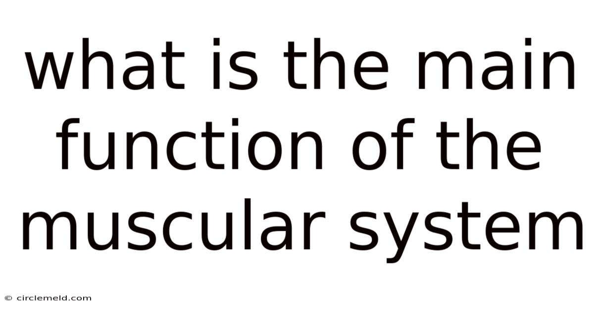 What Is The Main Function Of The Muscular System
