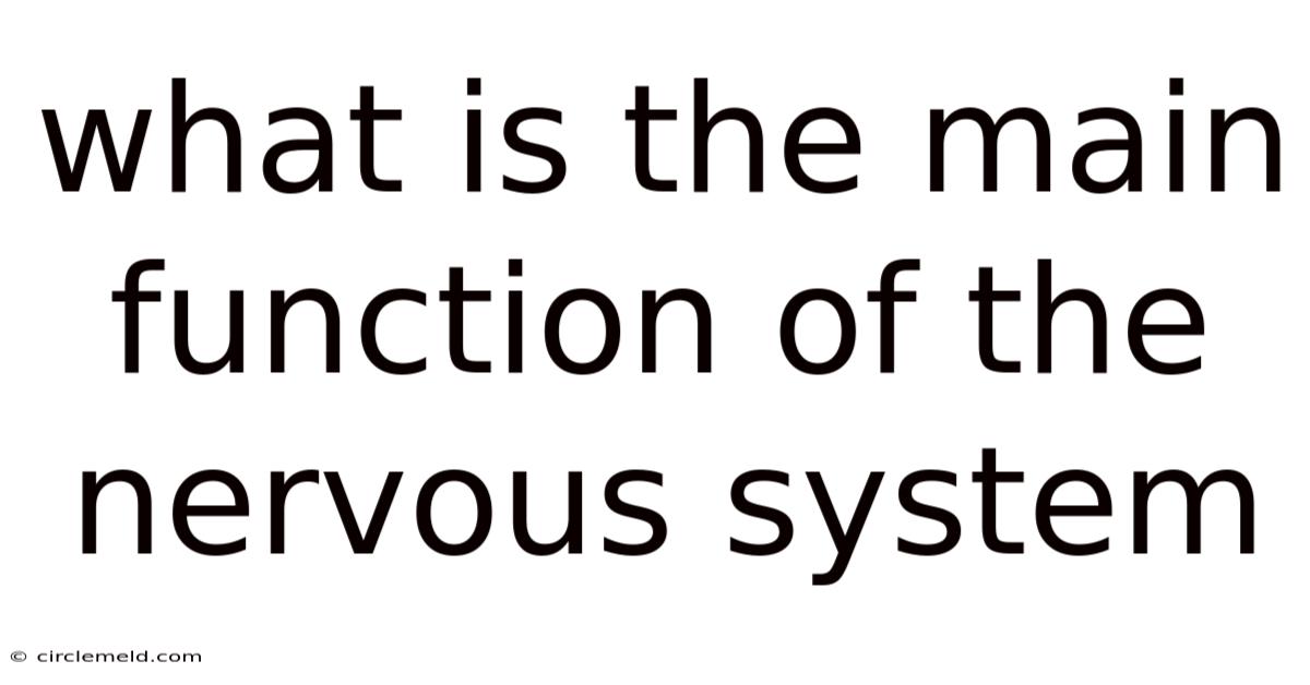 What Is The Main Function Of The Nervous System