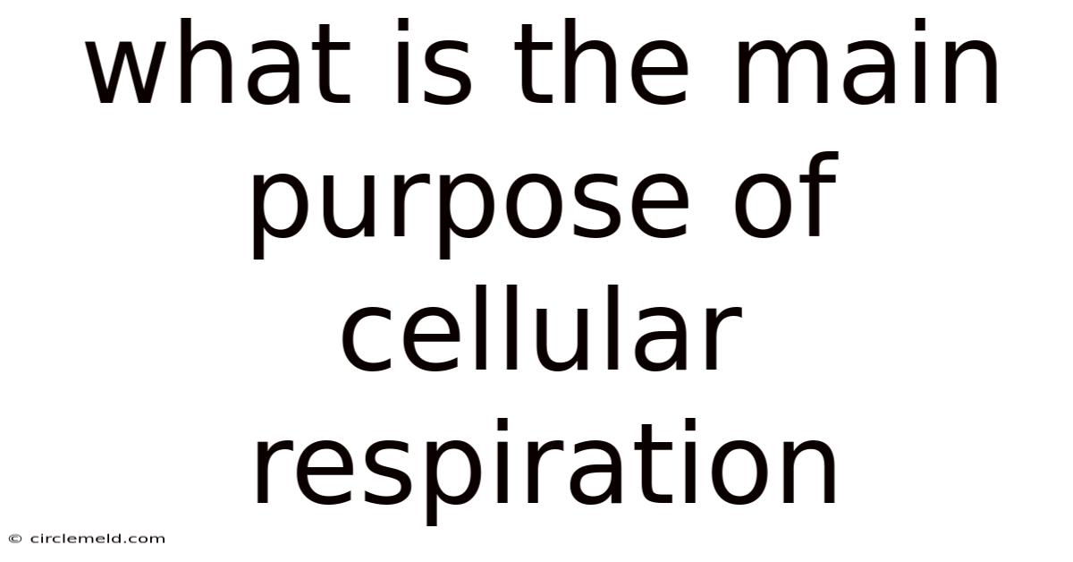 What Is The Main Purpose Of Cellular Respiration