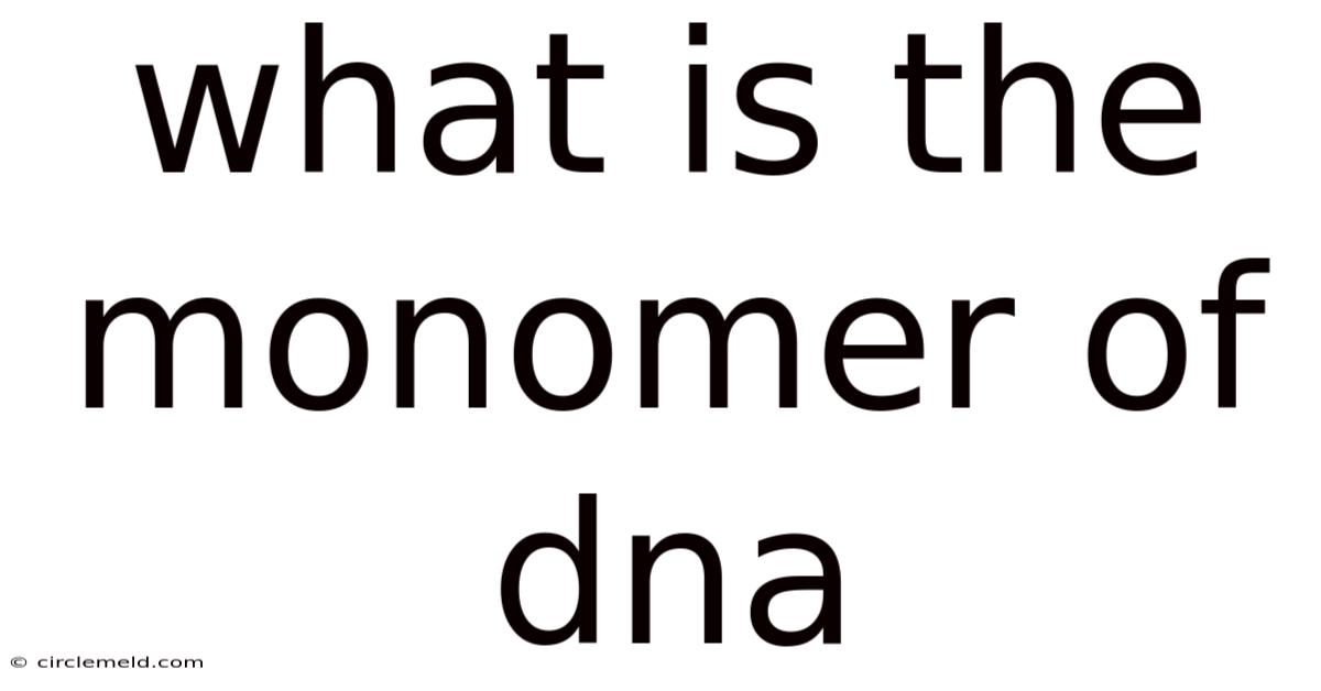 What Is The Monomer Of Dna