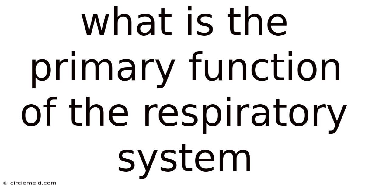 What Is The Primary Function Of The Respiratory System