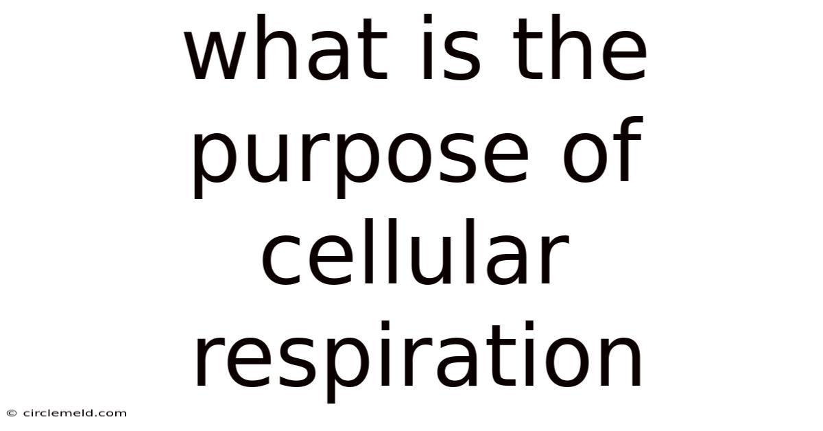What Is The Purpose Of Cellular Respiration