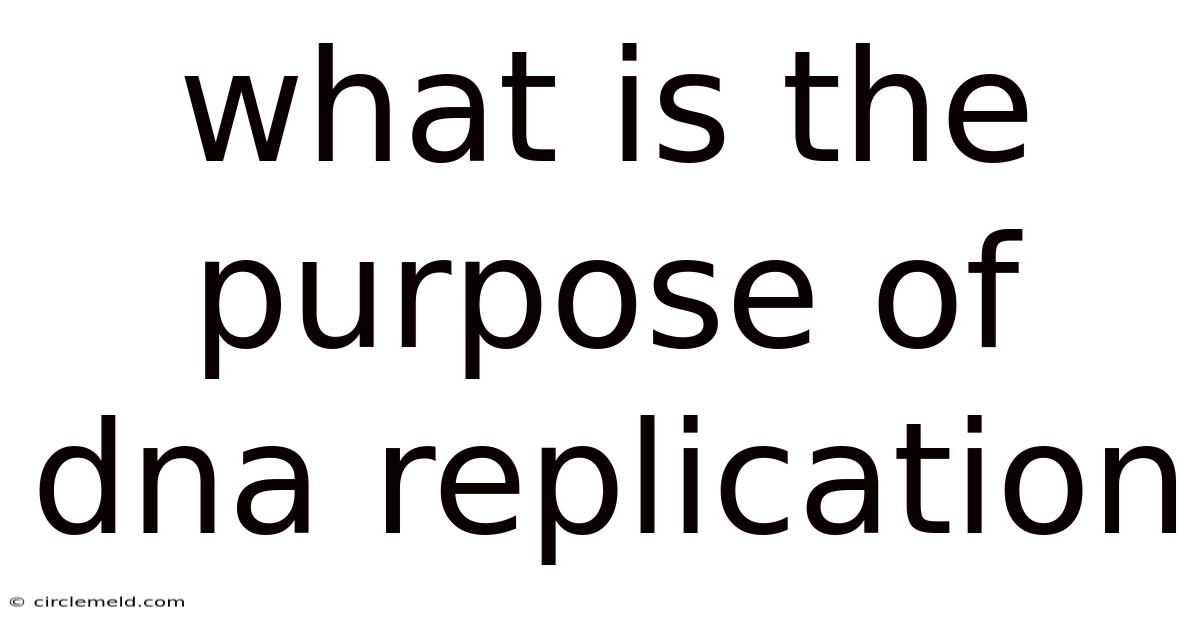 What Is The Purpose Of Dna Replication