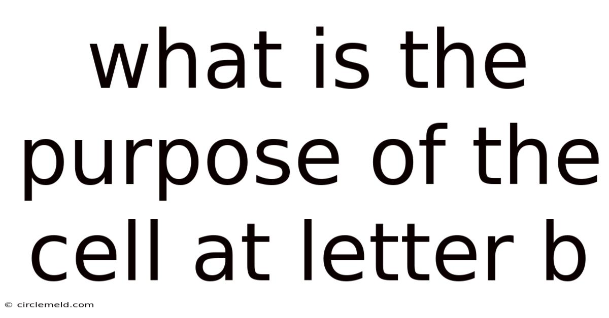 What Is The Purpose Of The Cell At Letter B
