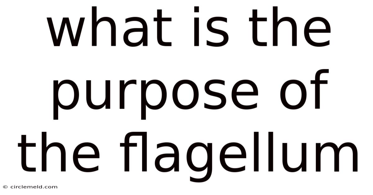 What Is The Purpose Of The Flagellum