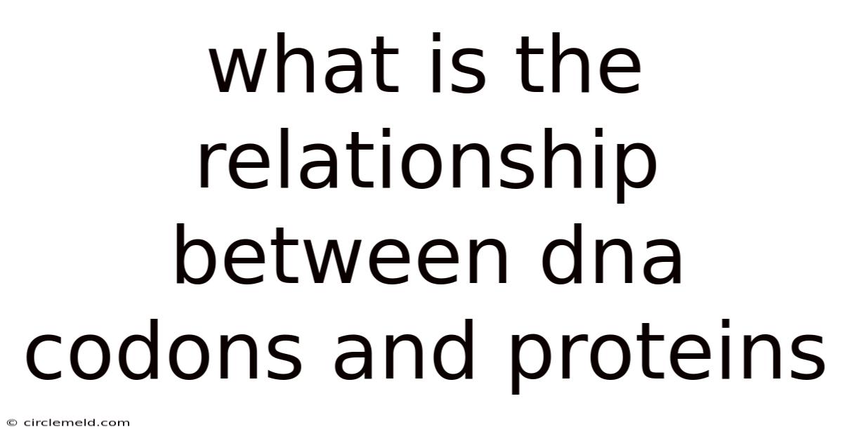 What Is The Relationship Between Dna Codons And Proteins